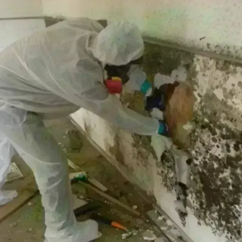 Mold Remediation and Removal in Newberg, OR